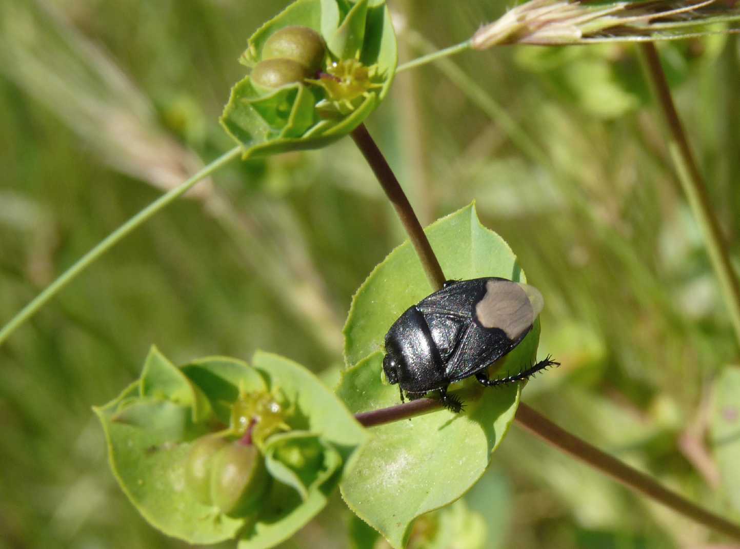 Cydnidae: Cydnus aterrimus di varie località
